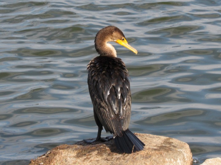 Double-crested Cormorant